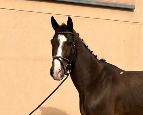 horse